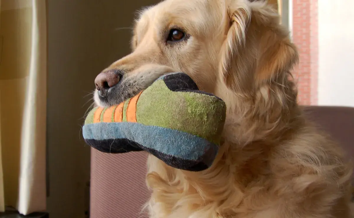 Esto es lo que debes hacer para que tu perro no muerda tus zapatos