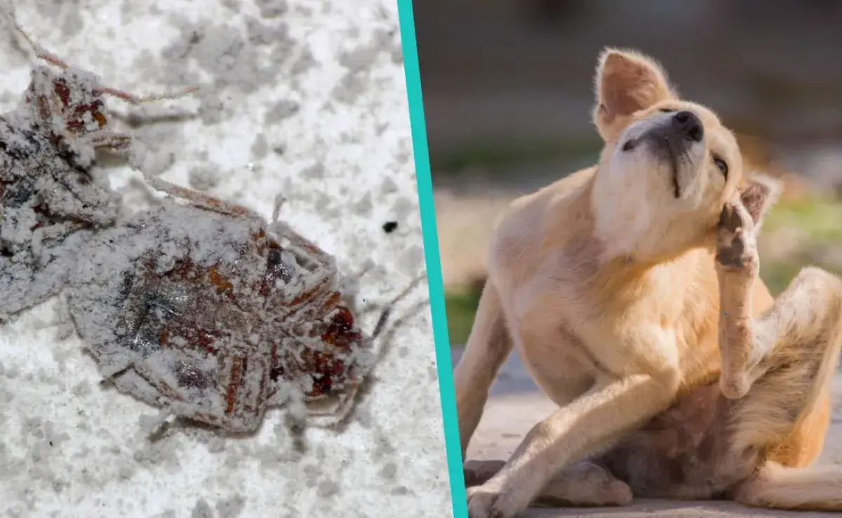 Cómo hacer 3 antipulgas caseros para perro