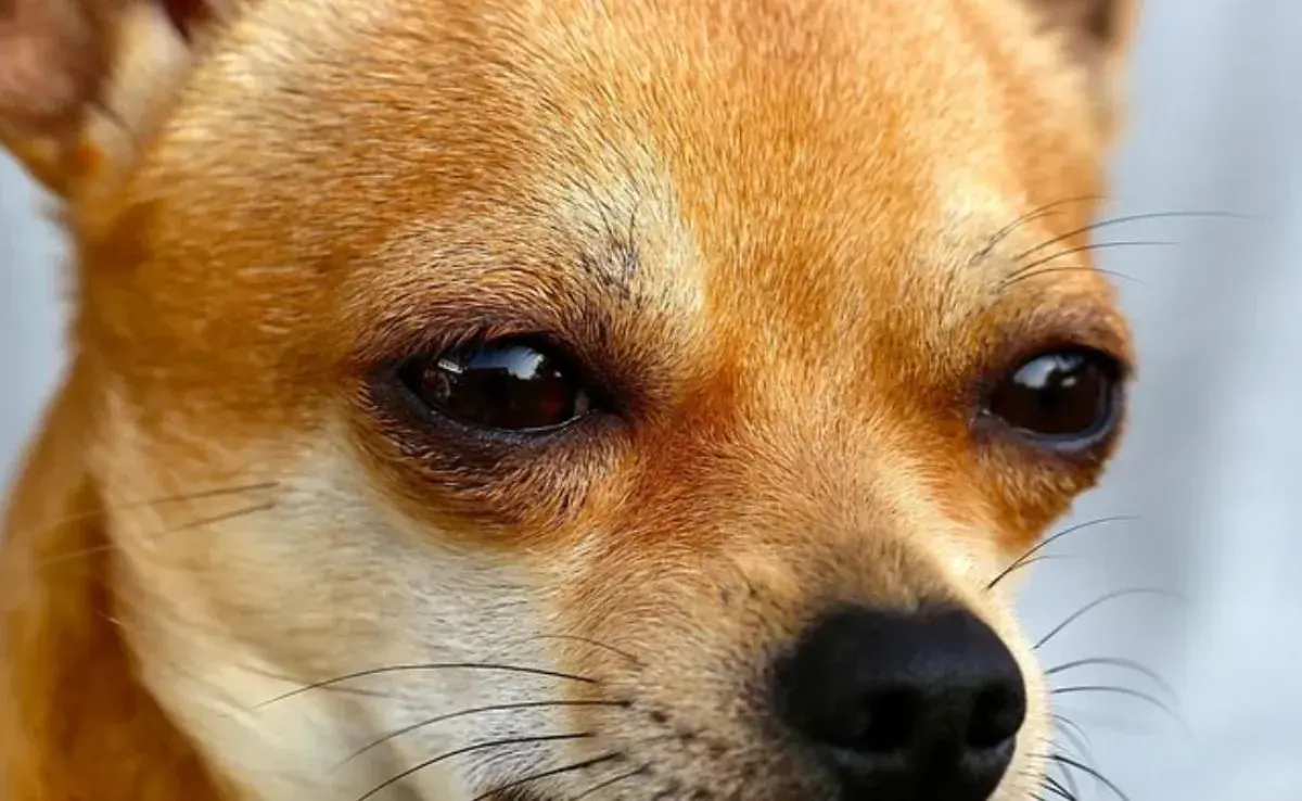 Cómo saber si mi perro tiene conjuntivitis