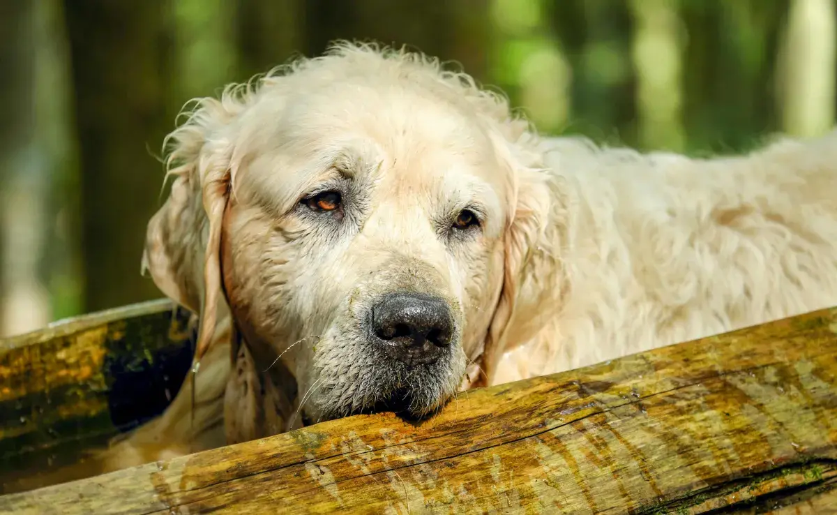 ¿Qué cuidados especiales necesita un "perro viejito"?