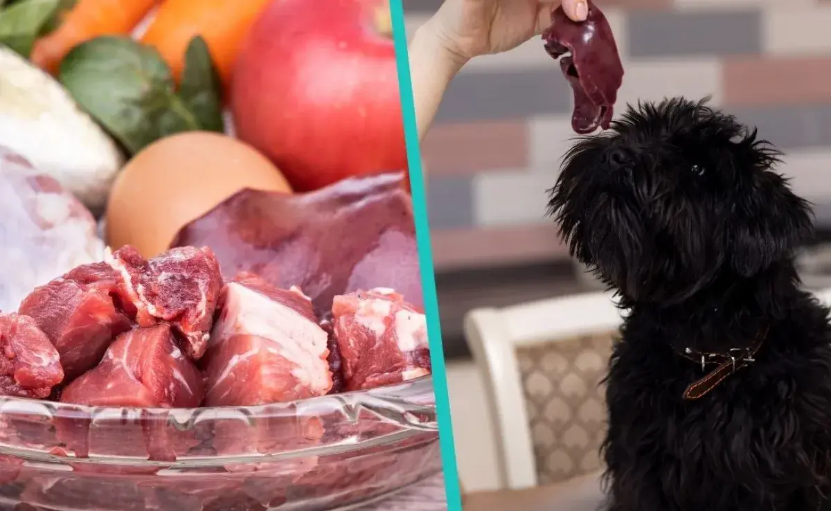 Descubre los beneficios de la dieta BARF para tu perro.