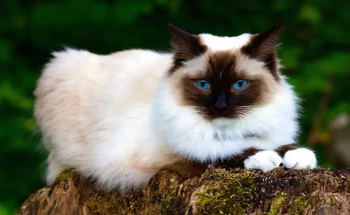 Esta es la característica que hace único al gato Balinés