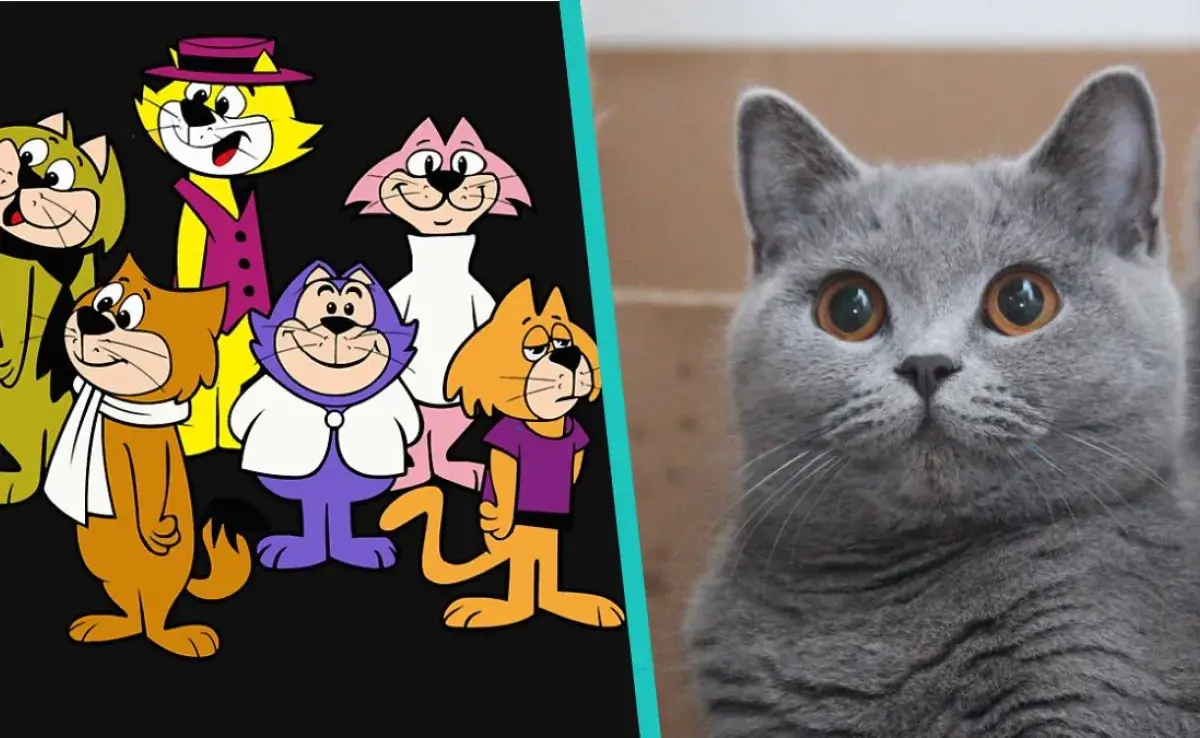 Estas son las probables razas de gatos de "Don gato y su pandilla"