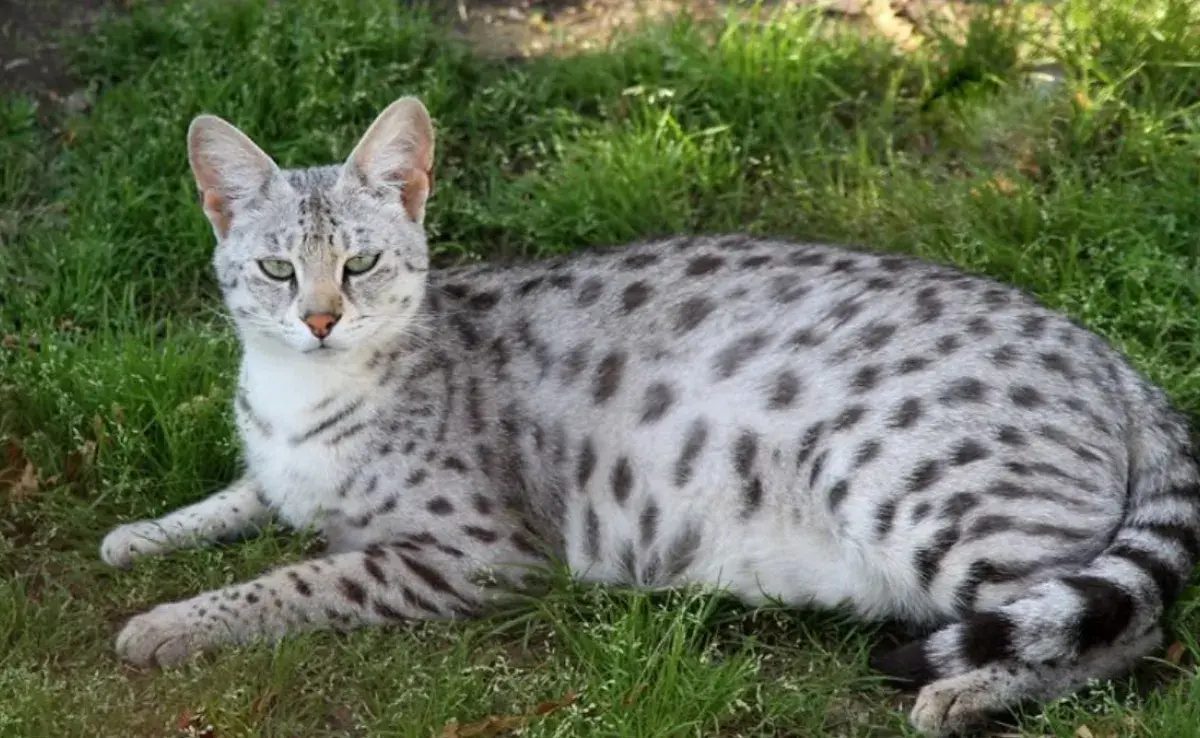 Este es el gato que en algunos países está prohibido adoptar