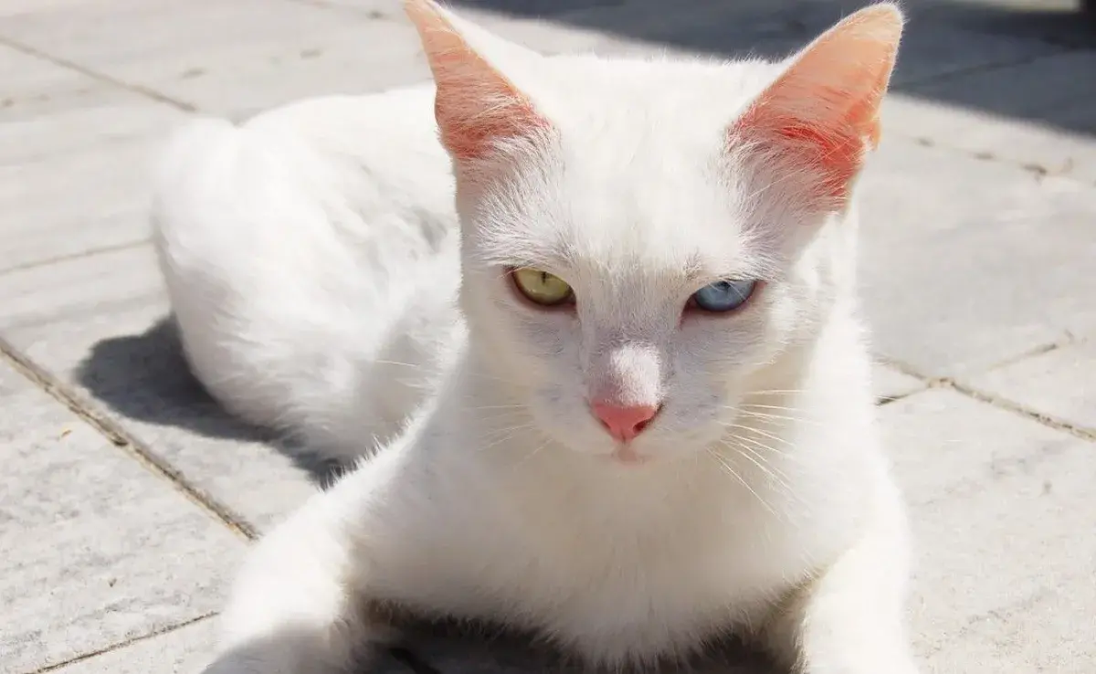 Gatos con ojos de diferente color ¿por qué pasa?