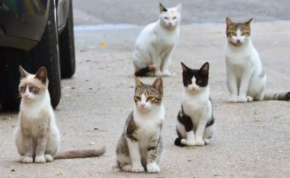 Gatos callejeros: una amenaza para la fauna local