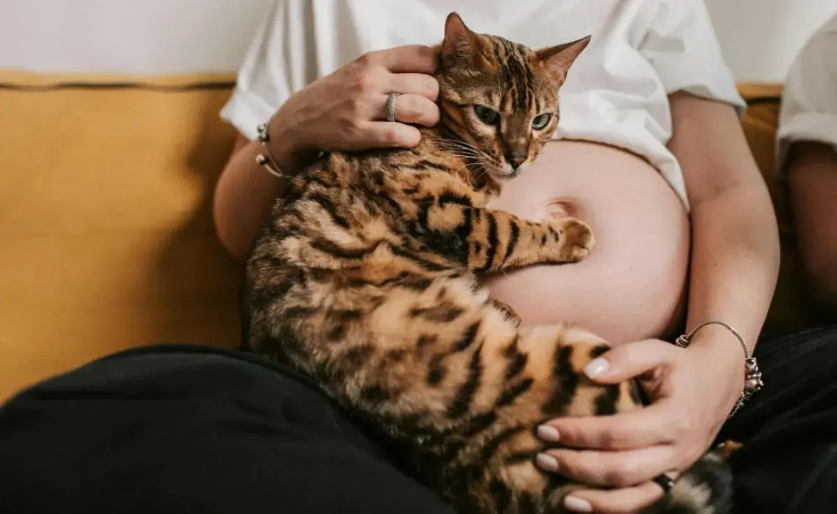 ¿Por qué dicen que los gatos son peligrosos para mujeres embarazadas?