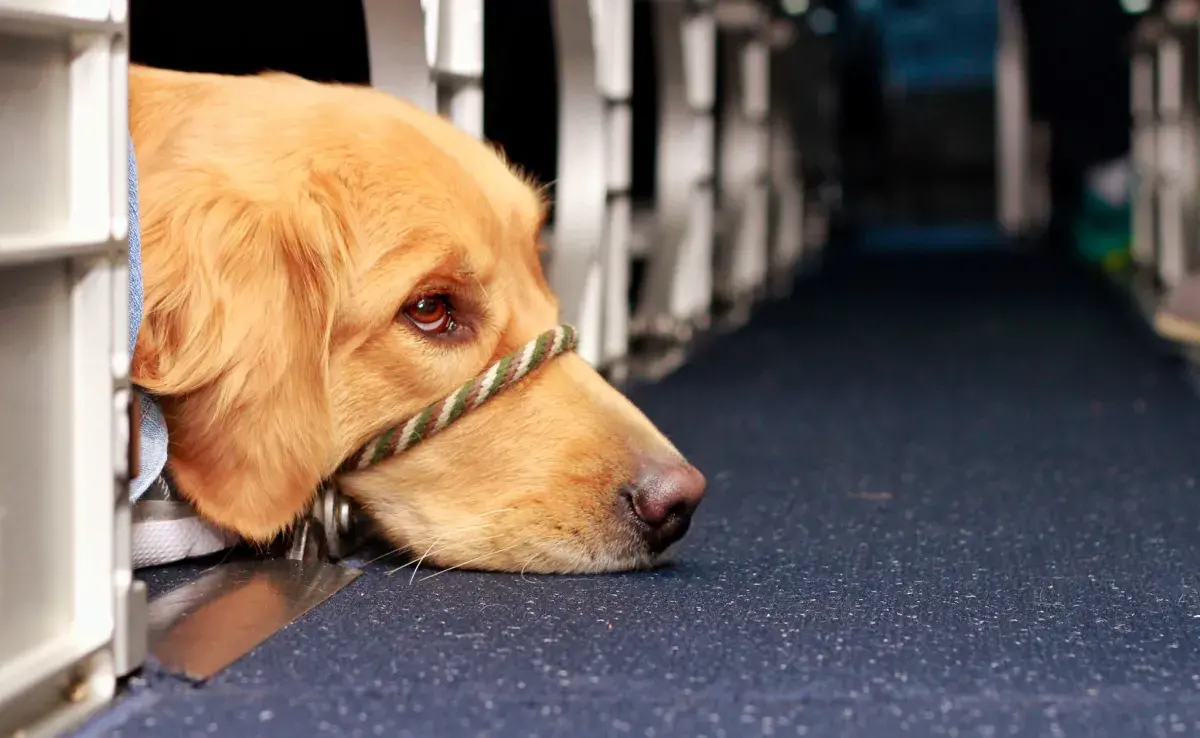 Nuevas facilidades para viajar con mascotas en Chile