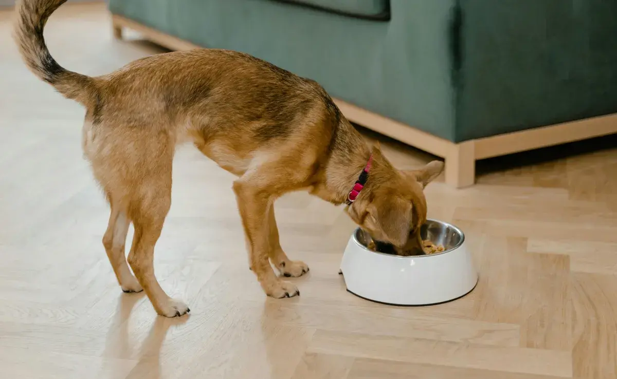 Qué tipo de leguminosas puedo incluir en la comida de mi perro