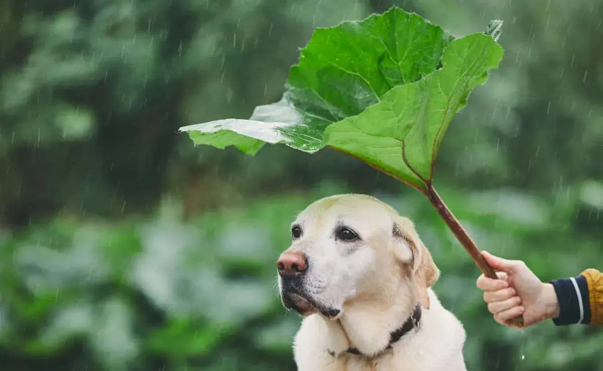 La lluvia puede ser una fuente de varias enfermedades. Foto: Envato/Chalabala