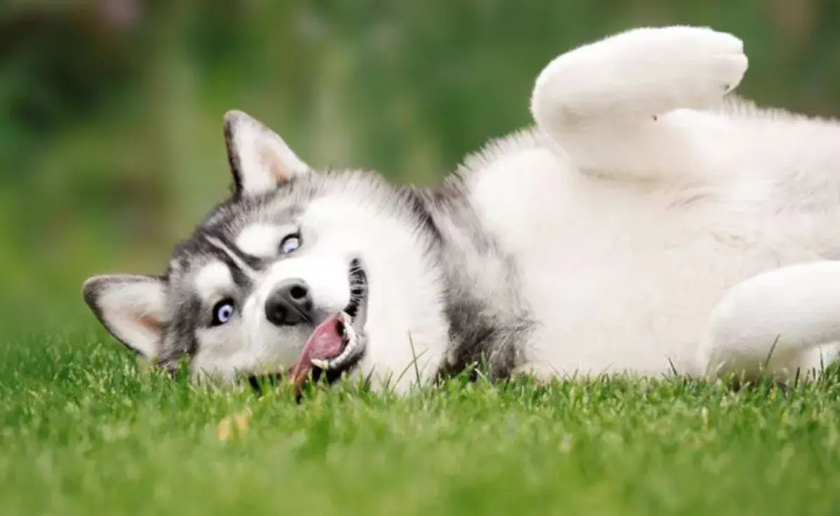 La primera indicación de un Husky de raza pura es su apariencia física.