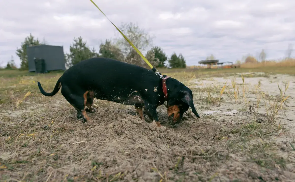 Los perros pueden enterrar sus juguetes para protegerlos. Foto: Envato/Olga_Ovcharenko