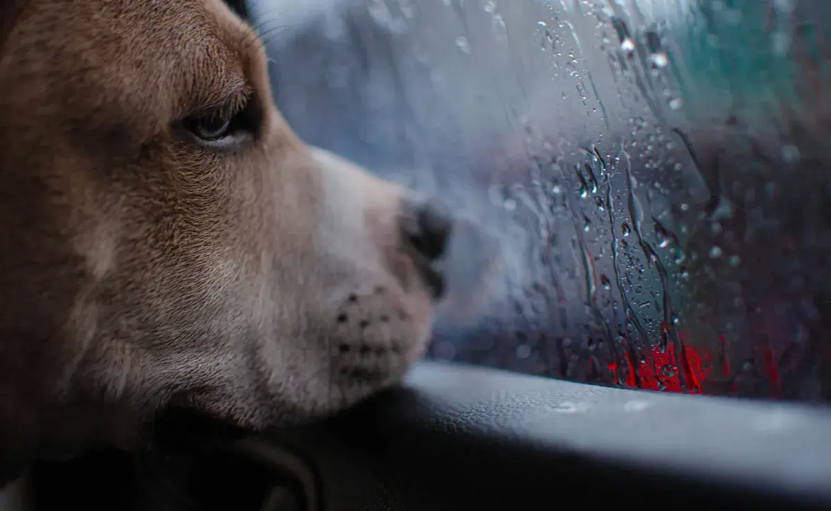 ¿Cómo es el duelo de las mascotas tras la pérdida de su ser querido?