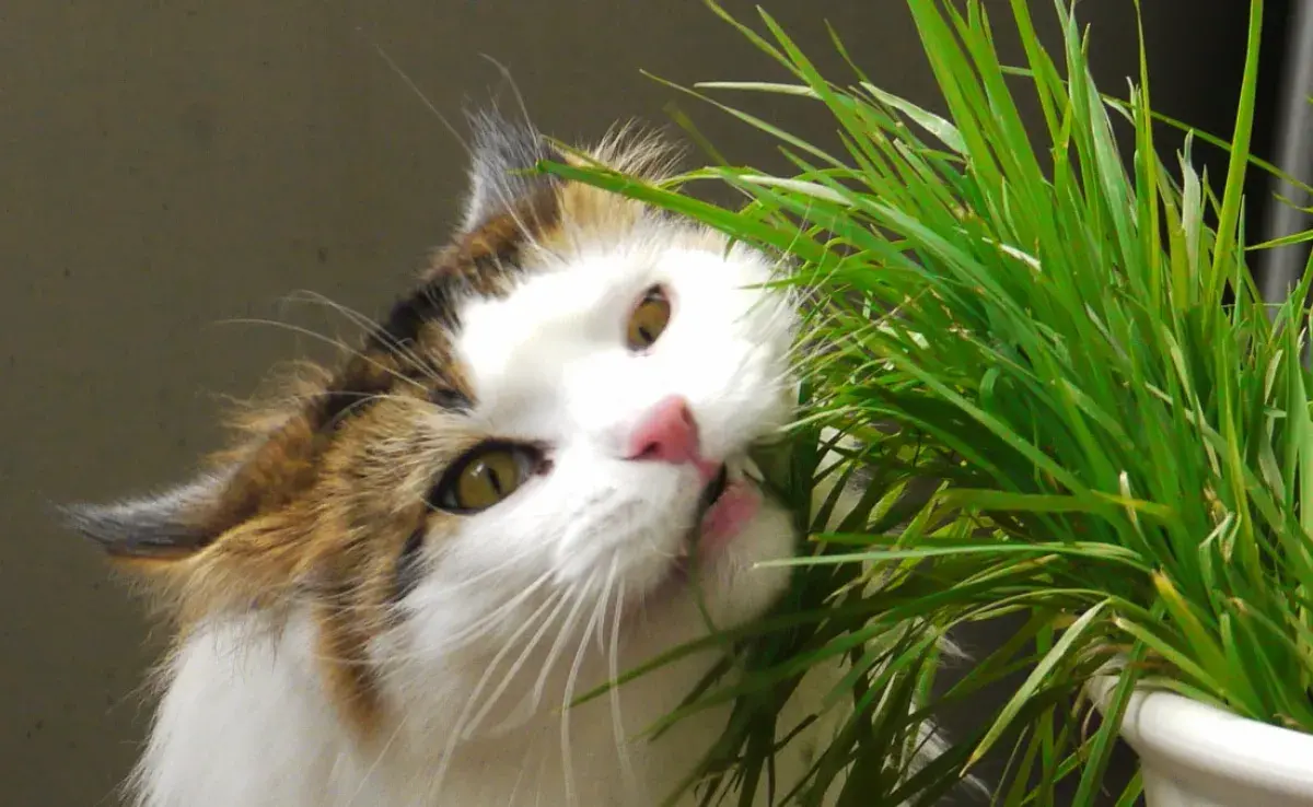 Estas plantas podrían ser tóxicas para tu gato