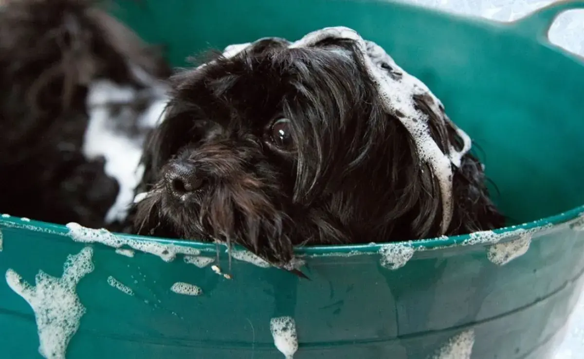 Prepara un shampoo casero para perros con ingredientes naturales como vinagre y aloe vera. 