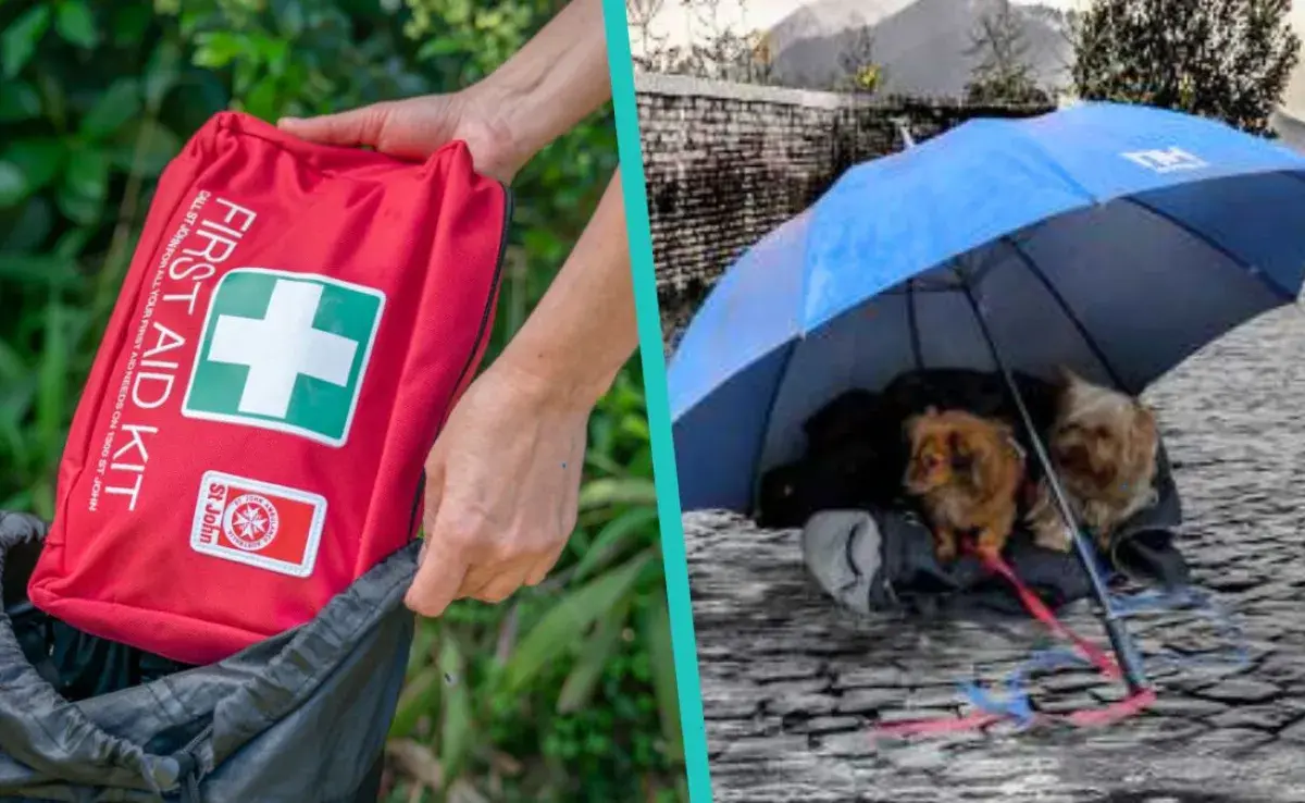 Asegura el bienestar de tu mascota durante huracanes: preparativos esenciales para la seguridad de tu mascota