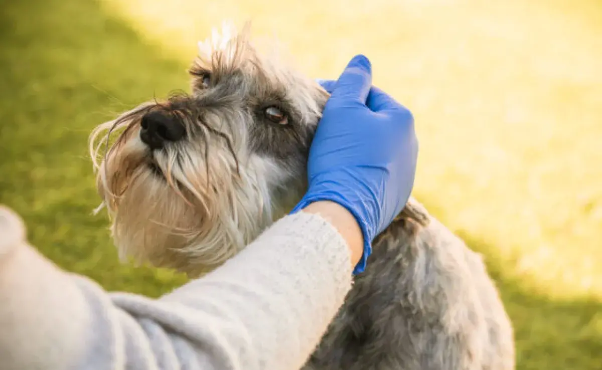 Síntomas de Rickettsia en mascotas: lo que debes saber