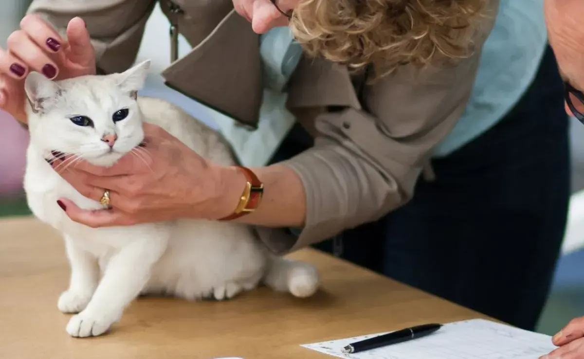 Síntomas de envenenamiento en gatos, deben atenderse a la brevedad