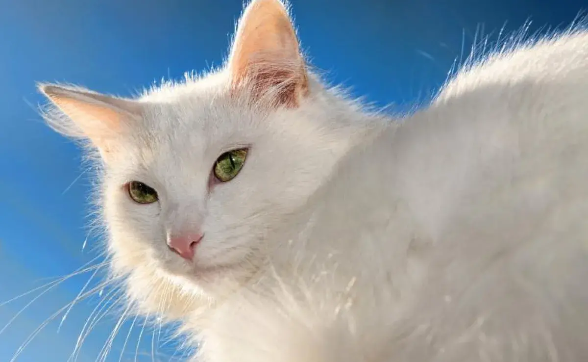 Tips esenciales para cuidar el pelo blanco de gato y evitar manchas