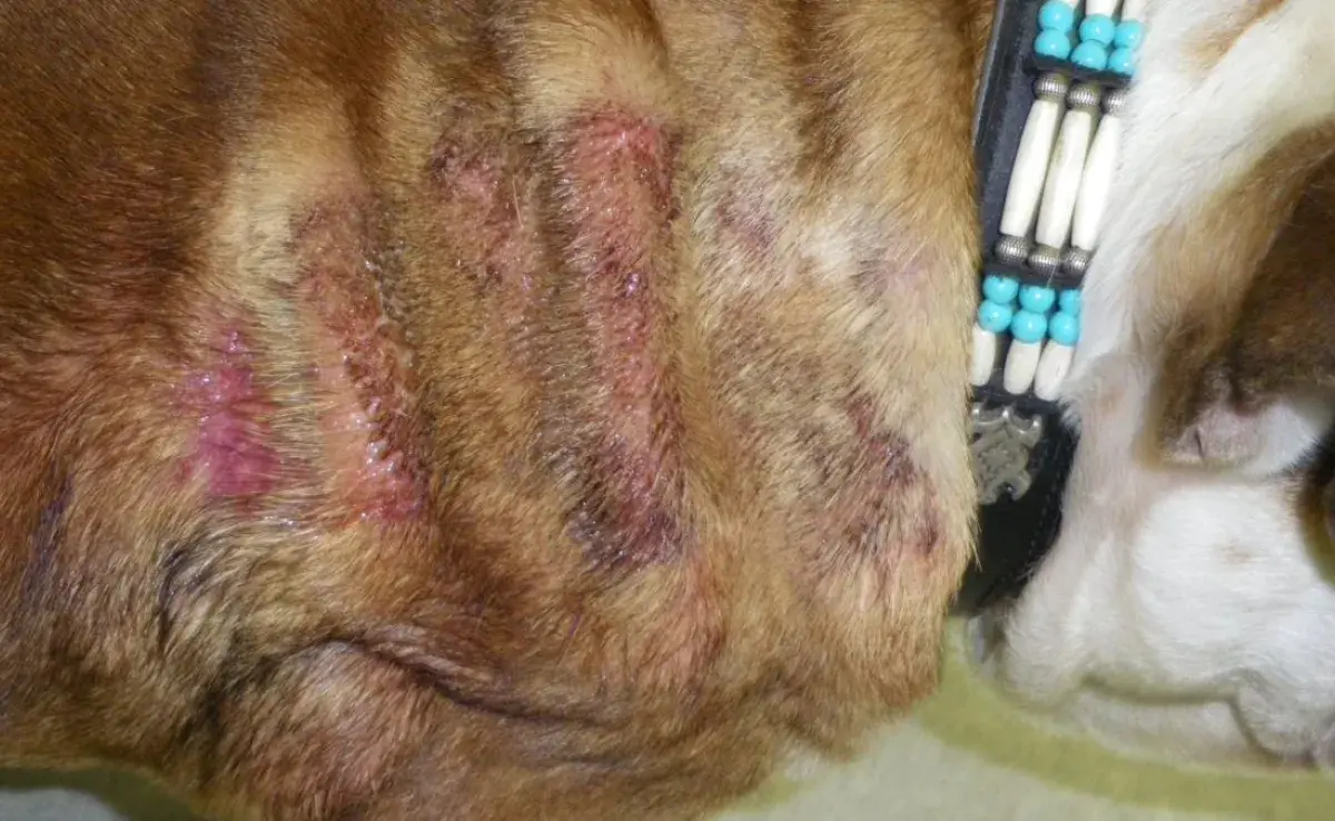 Parche caliente en perros: ¿cómo identificarlo y tratarlo? Aprende sobre dermatitis húmeda y sus causas en perros y gatos. 