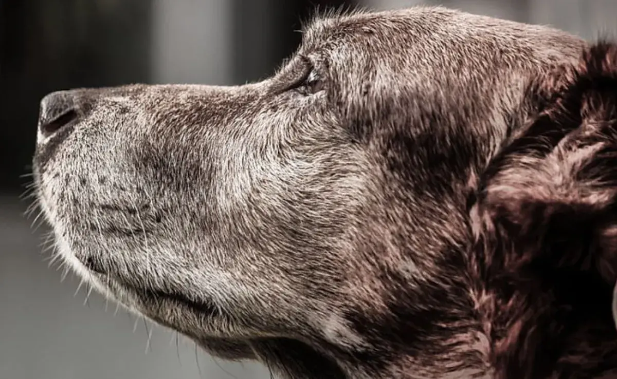 ¿Tu perro tiene canas? Aprende cómo reconocer el envejecimiento capilar en perros