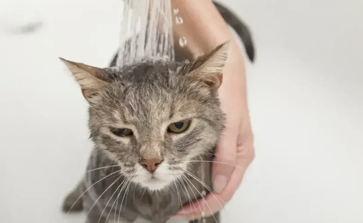 Bañar a tu gato con más frecuencia de la que deberías puede provocarle problemas tópicos.
