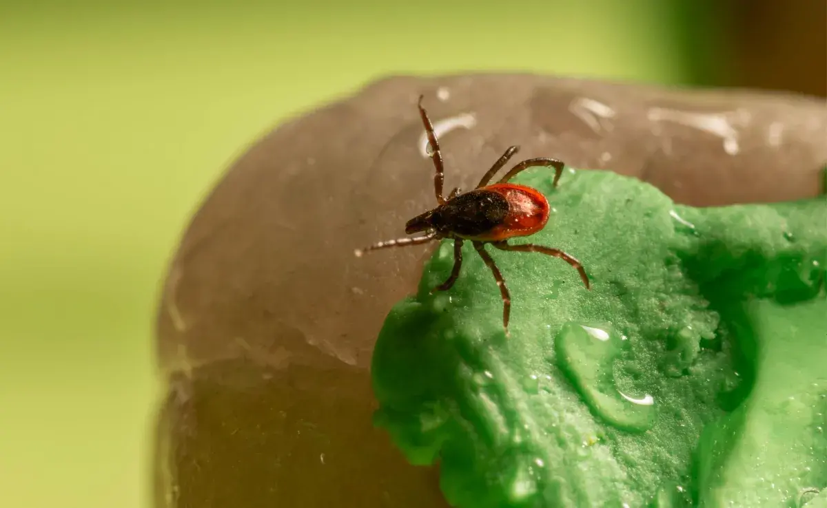 El Lyme causa problemas de salud en mascotas y humanos. Foto: Pexels/ Erik Karits