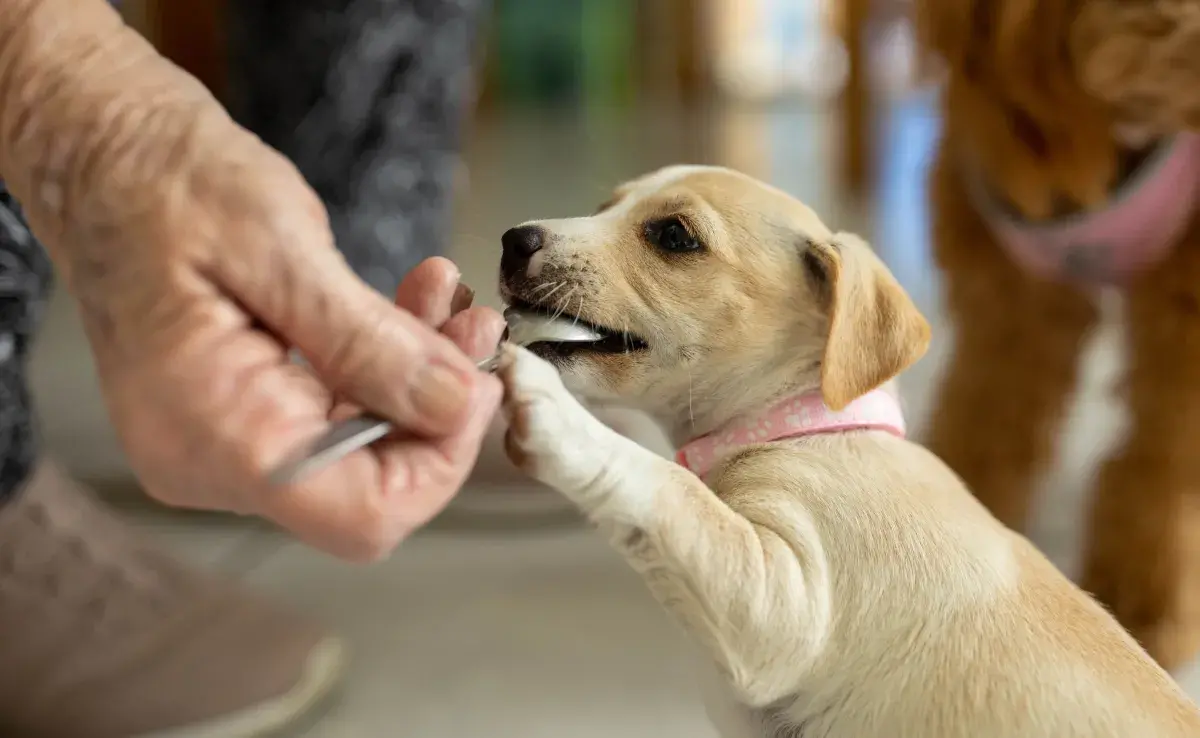 Los cachorros tienen requerimientos nutricionales específicos que difieren de los perros adultos.