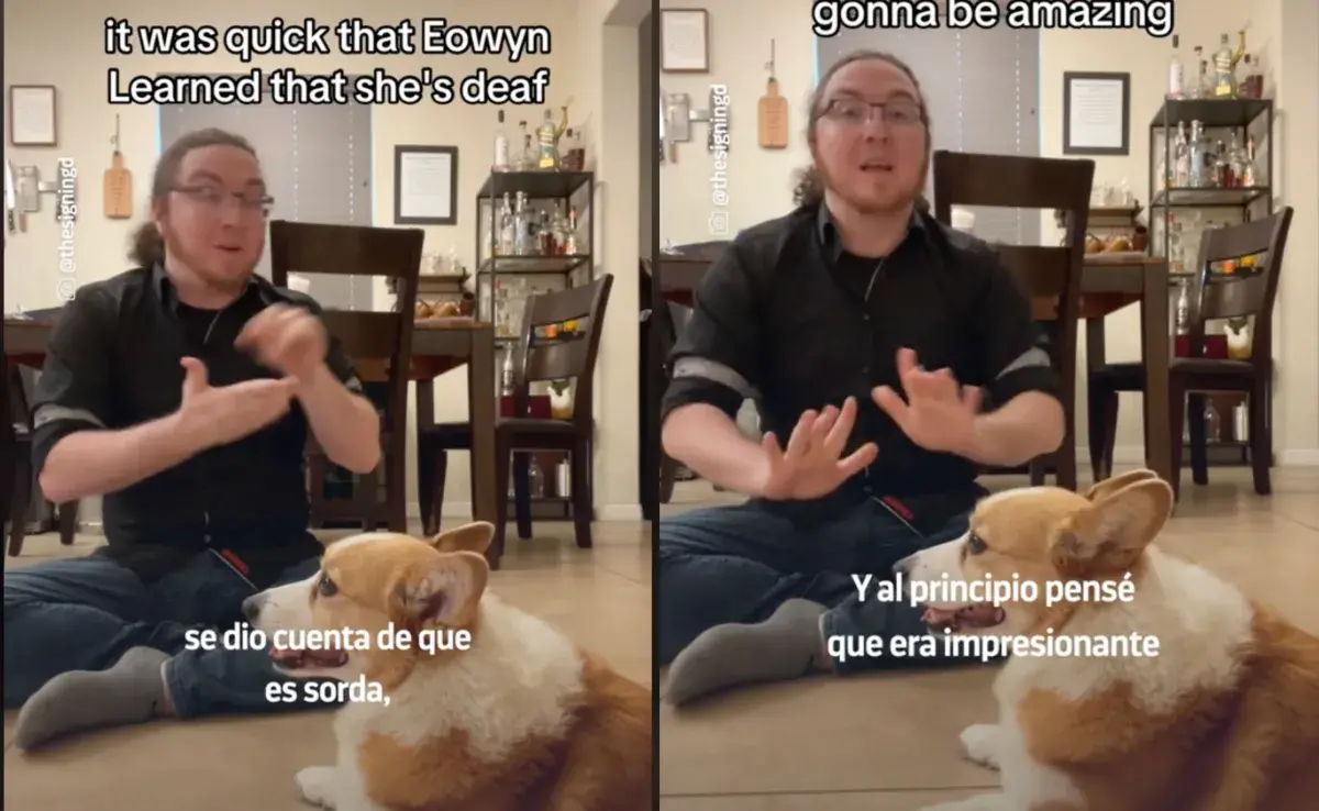 Eowyn es un corgi muy inteligente... como todos los de su raza. Foto: TikTok/meganoticias