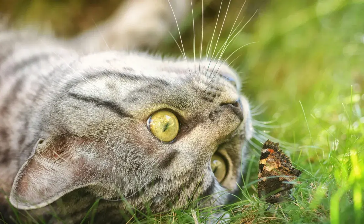 El cráneo de un gato es complejo. 