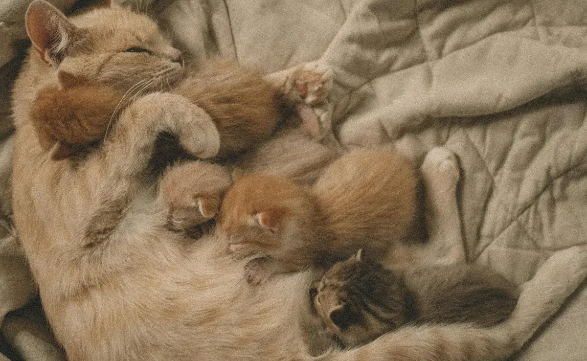 Dale de comer a tu gata comida para bebés para obtener nutrientes.