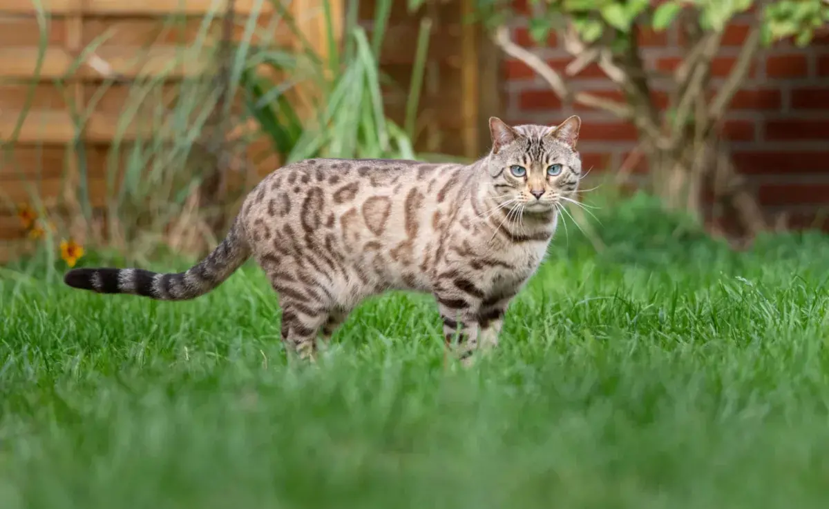 Los gatos de bengala son conocidos por su apariencia salvaje que recuerda a un tigre en miniatura