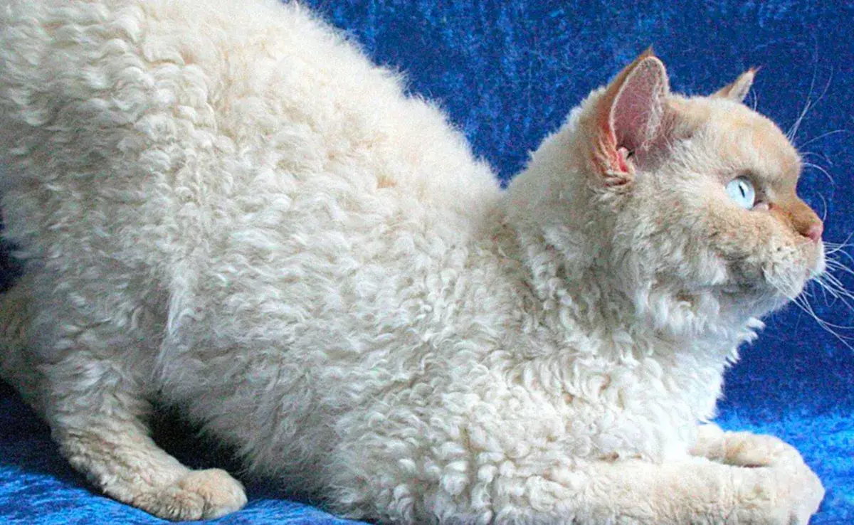 Los Selkirk Rex son conocidos por ser gatos cariñosos y sociables.