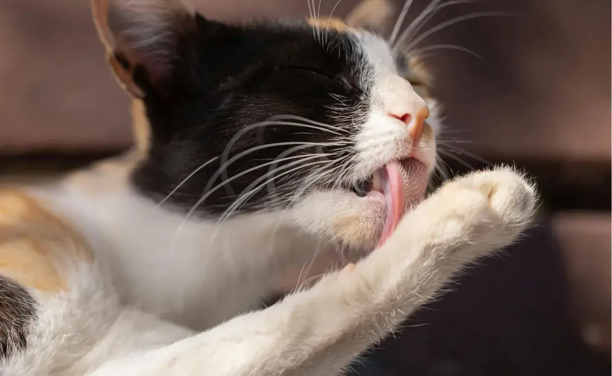 Algunos gatos se lamen cuando tienen dolor.