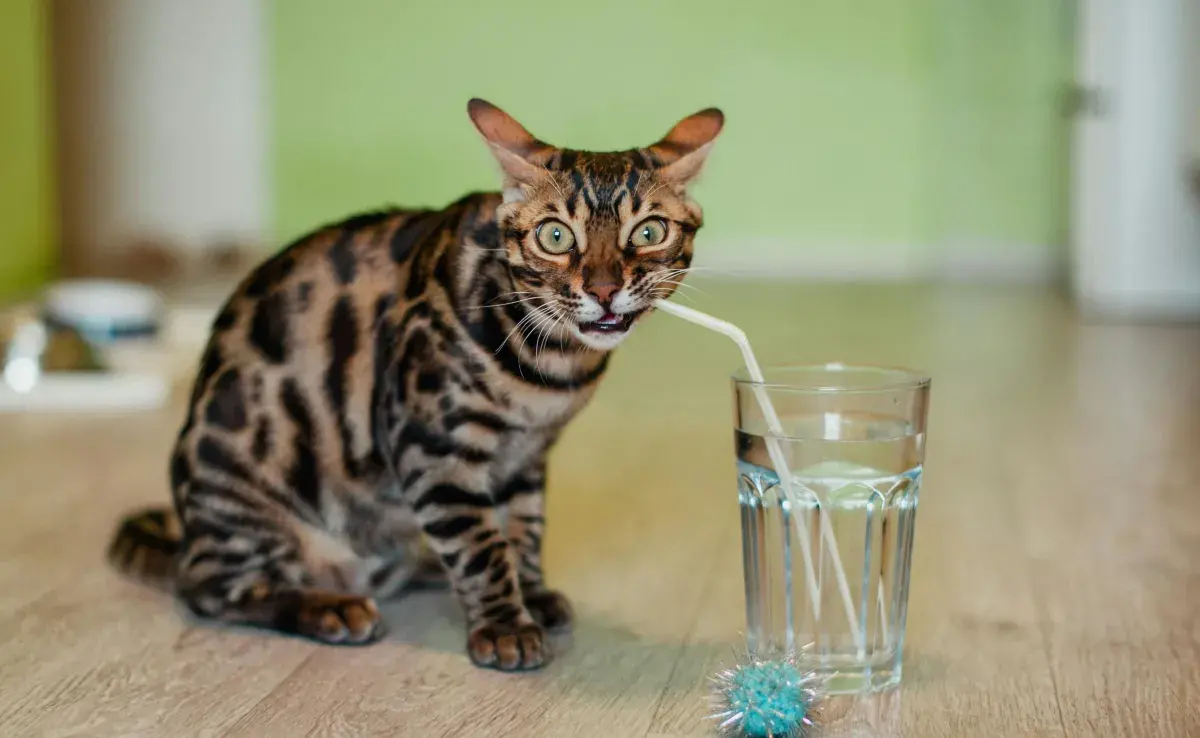 Los gatos se pueden enfermar por no tomar agua. 