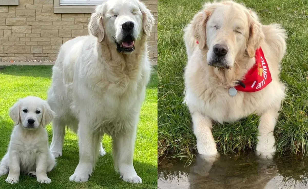 La historia de Tao, un golden retriever ciego, y su joven compañero Oko