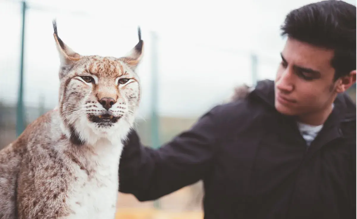 Este felino puede pesar entre 6 y 18 kilogramos, dependiendo de su sexo y edad.