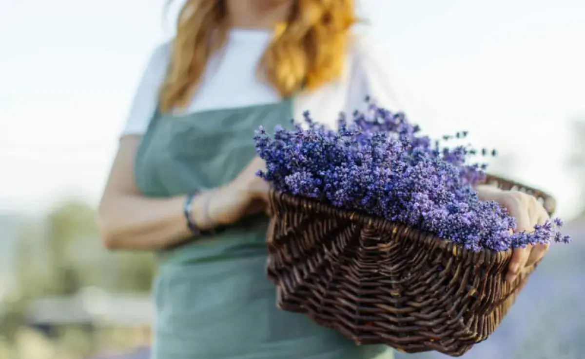 A los perros no les agrada el olor a lavanda. Foto: Pexels/Anastasia Shuraeva