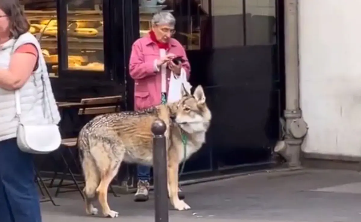 Una mujer paseando un lobo en París, ha capturado la atención de las redes sociales. Foto: X/AMAZlNGNATURE