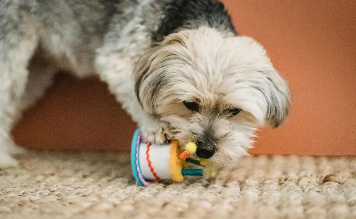 Un pastel para perro le aporta beneficios nutricionales.