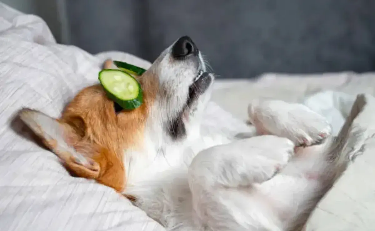 Un día de spa en casa puede ser una excelente manera de consentir a tu perro