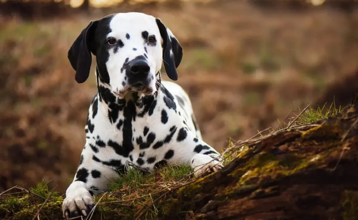 Curiosidades de los perros Dálmata que tal vez no conoces