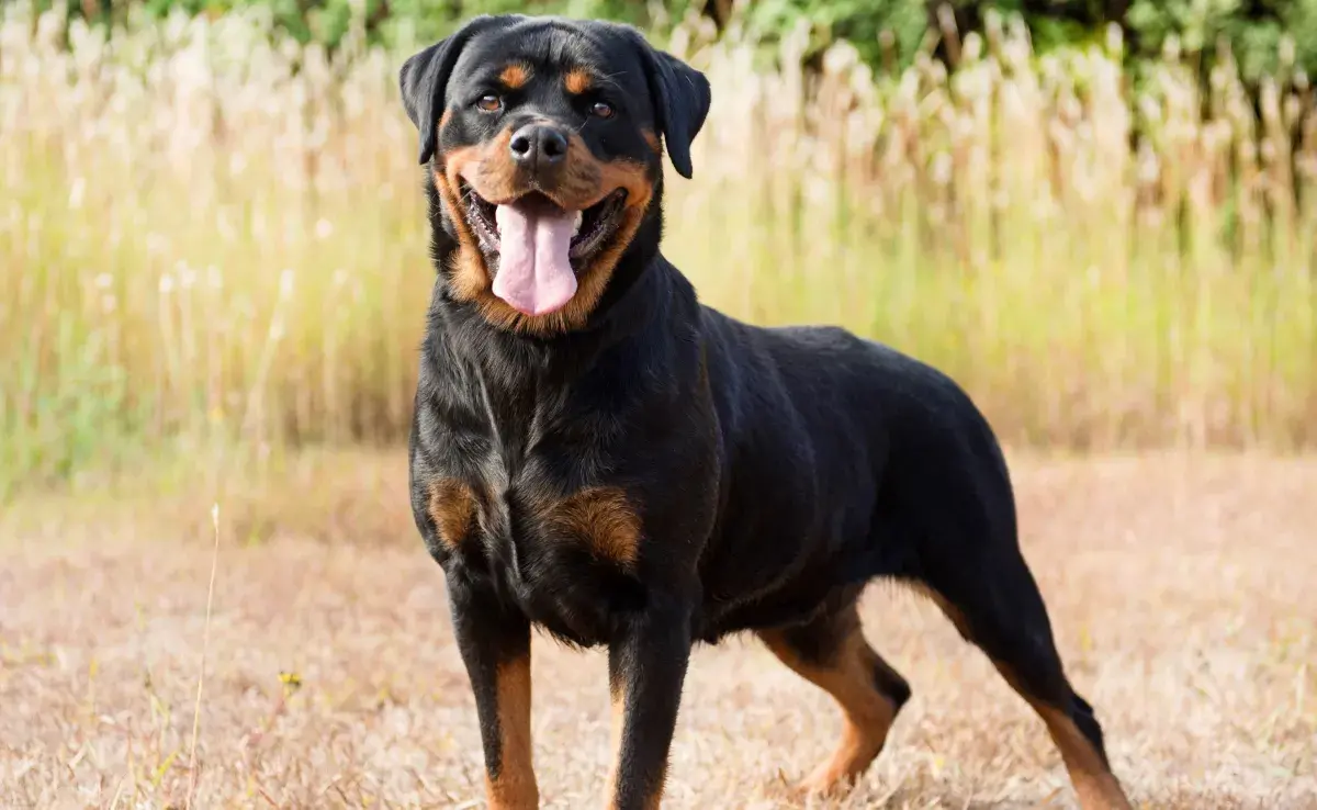 La esperanza de vida de los perros varía significativamente según su raza. Foto: Envato/cynoclub