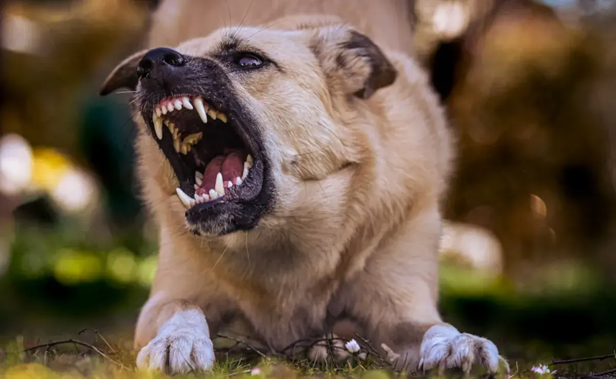 La agresividad en los perros puede ser una preocupación importante para los dueños. Foto: Pexels/Alexas Fotos