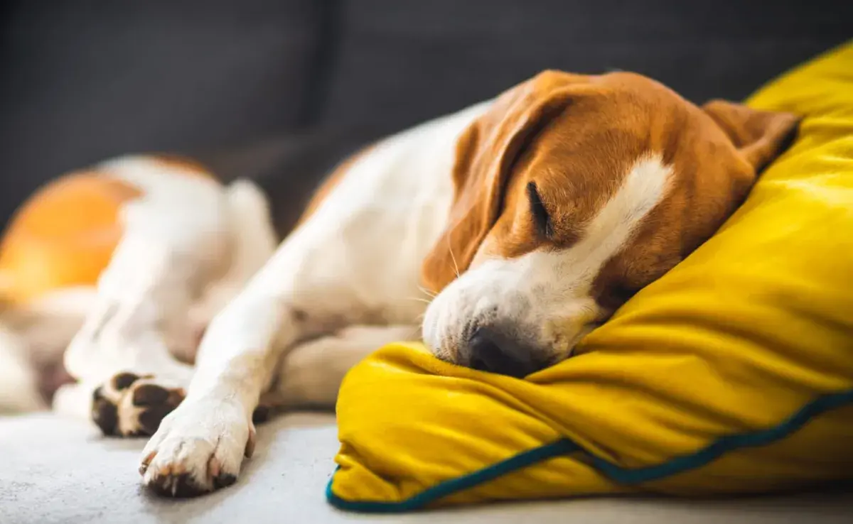 Los perros, al igual que los humanos, pasan por diferentes etapas del sueño.