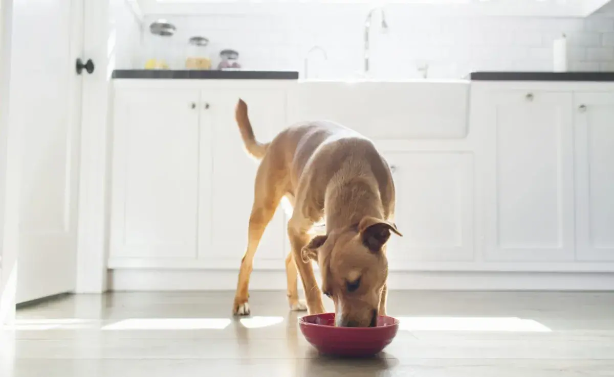 El cereal para perros hecho en casa es una alternativa nutritiva y deliciosa