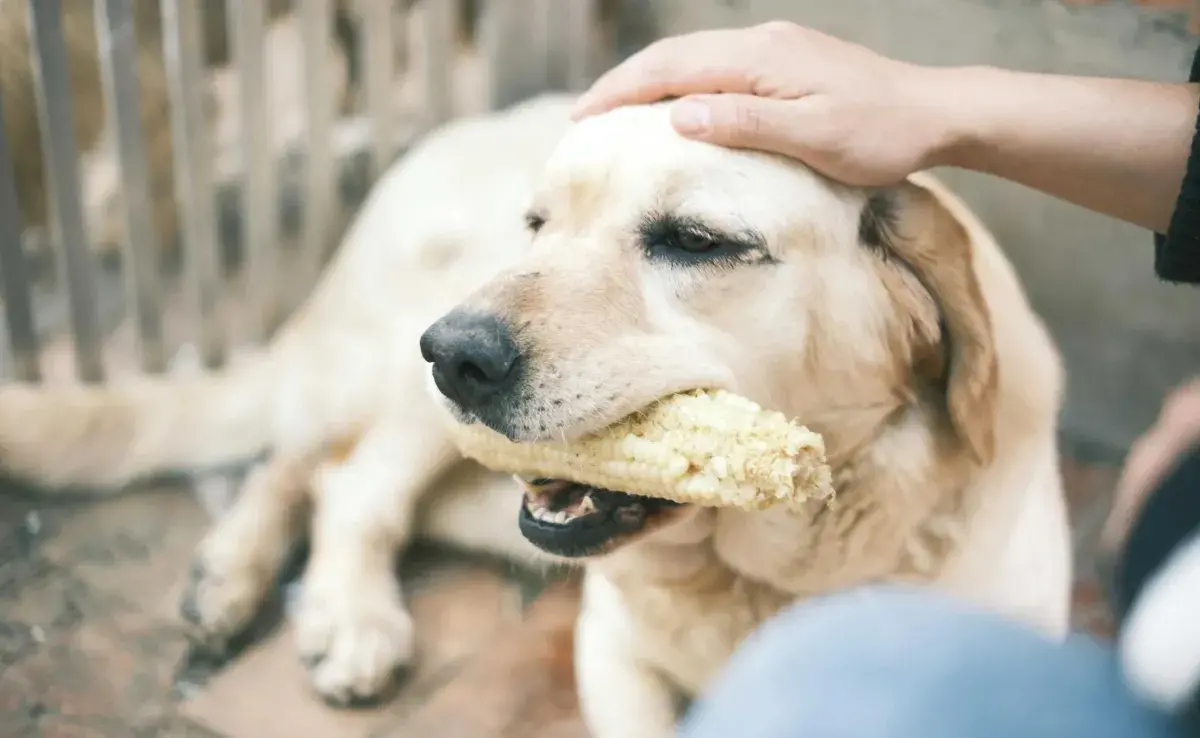 El choclo cocido y desgranado puede ser una opción saludable para tu perro.Foto: Pexels/Mia X