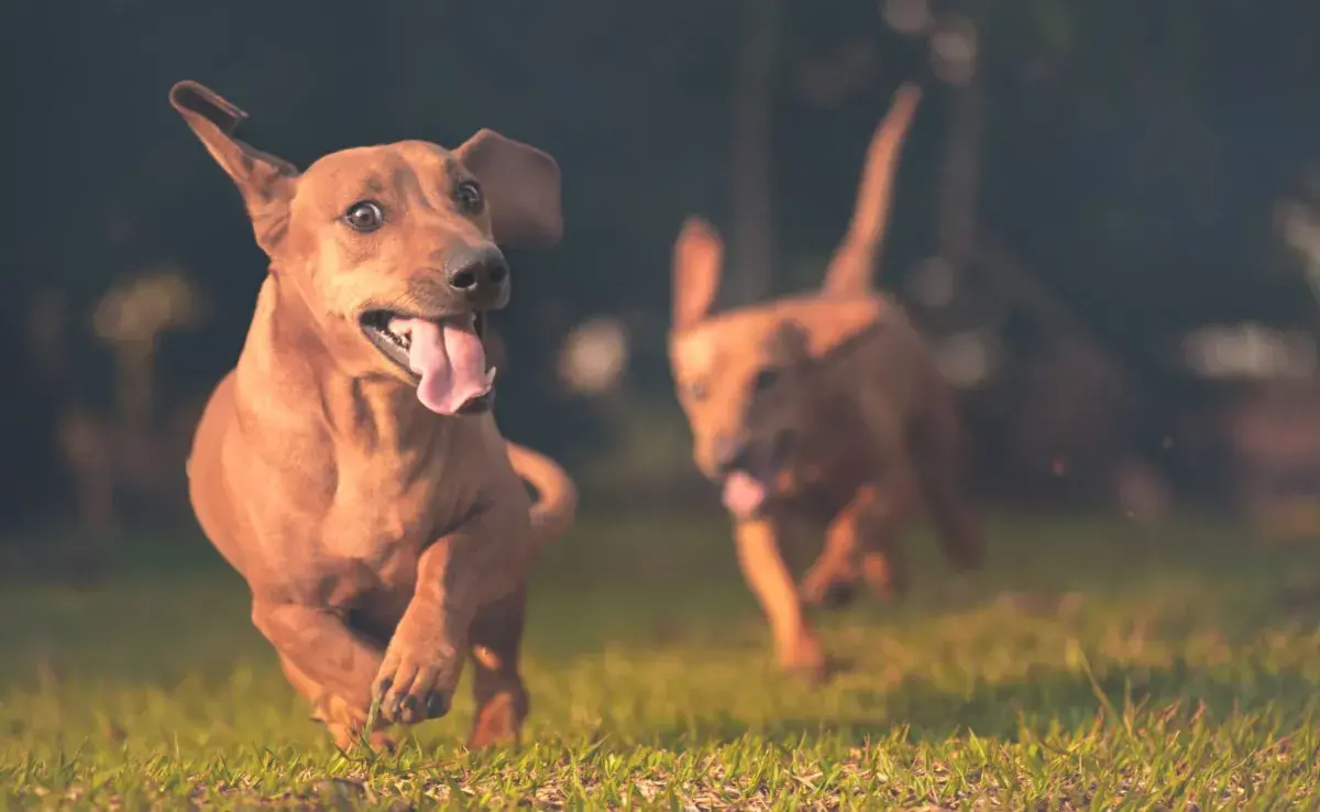 Los perros también usan su lengua para comunicarse.