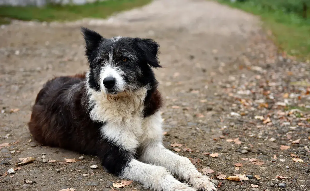 Los perros asilvestrados pueden ser de cualquier raza. Foto: Envato/salajean