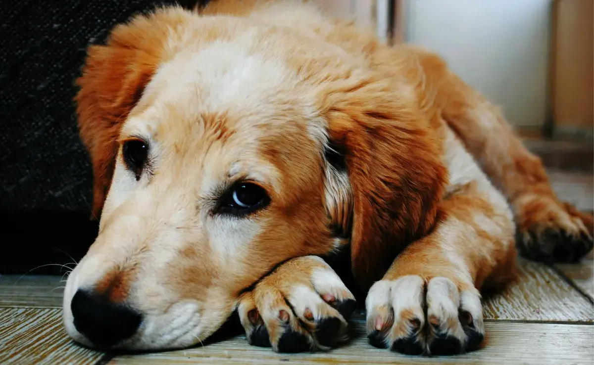 La dipirona es un medicamento que se usa mucho en perros con temperatura.